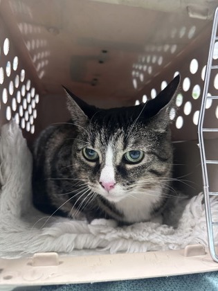 Adopting a Cat from a Shelter: Ultimate Guide to Save a Life