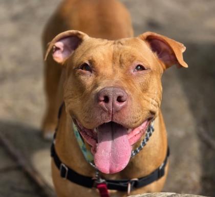 Stella