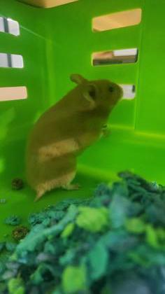 Miney