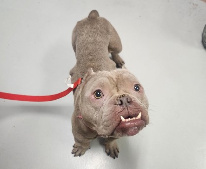 Bonita