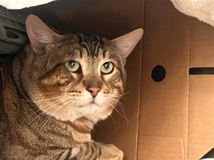 Simba