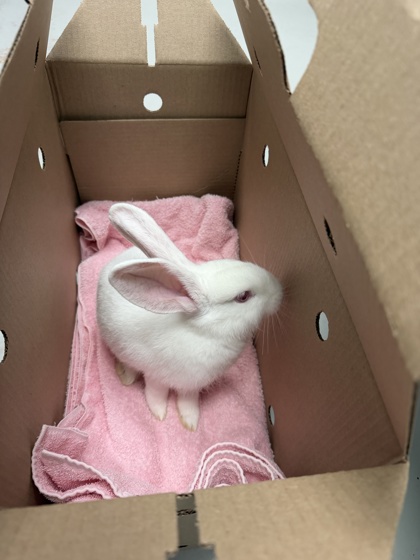 Lumi