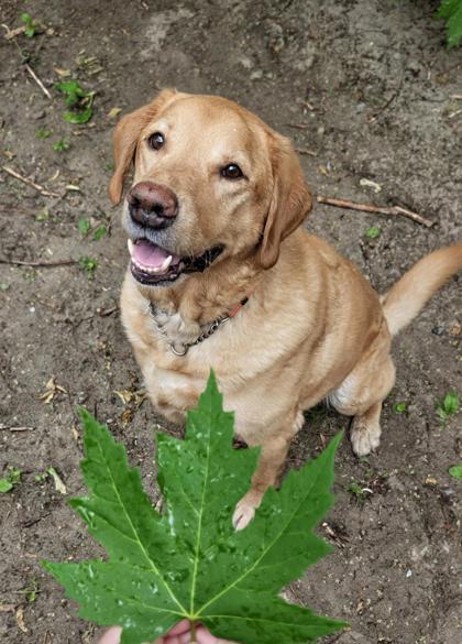 Maple