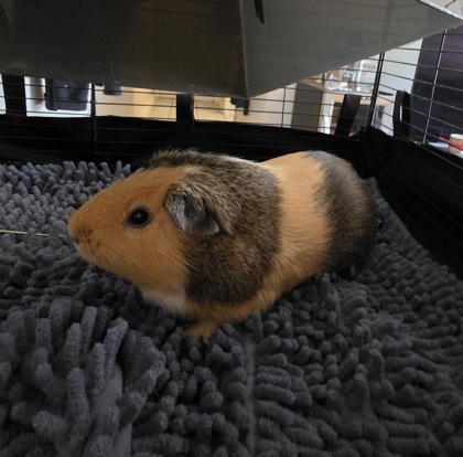 Reese