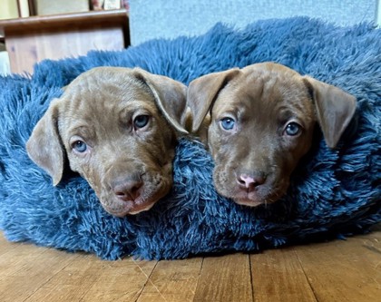 Nintendogs