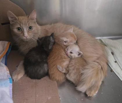 Mama