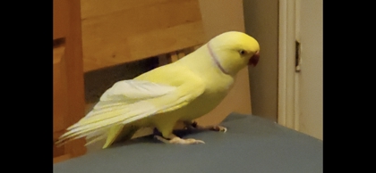 Sonny