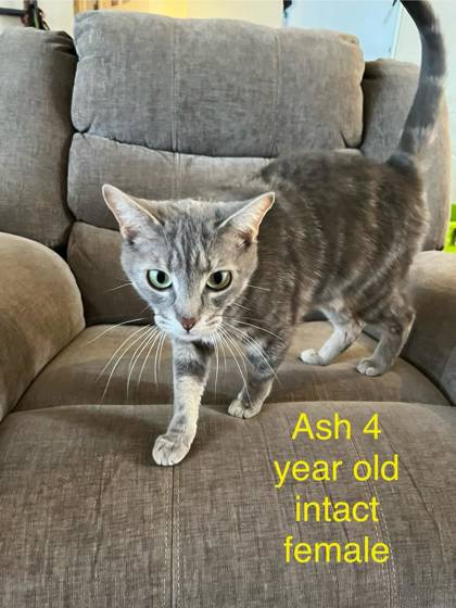 Ash