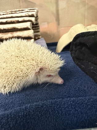 Snowball