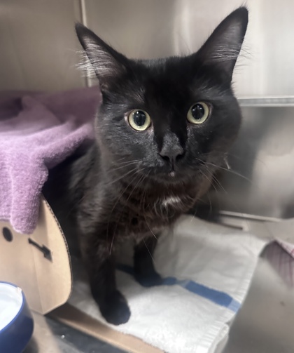 Salem