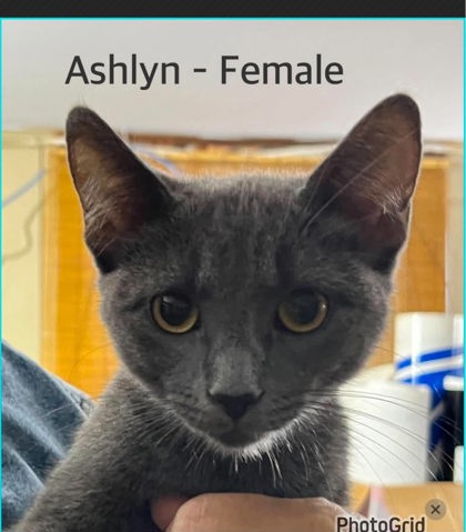 Ashlyn