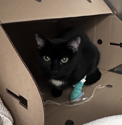 Pepper