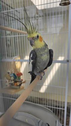 Mohawk