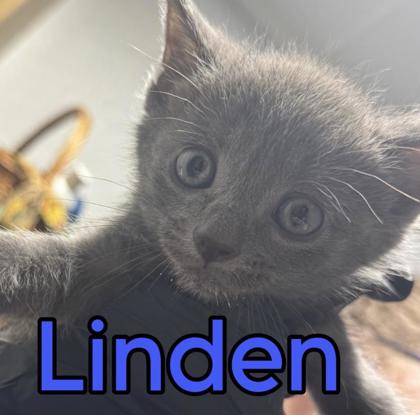 Linden