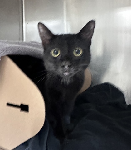 Micah