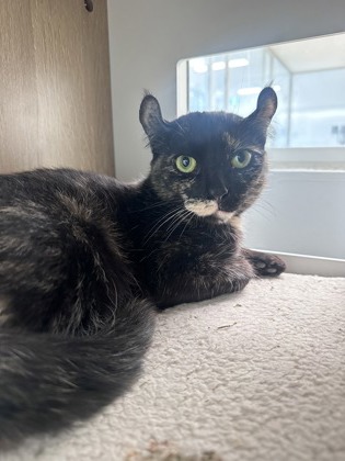 Ariya