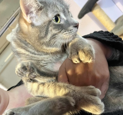 Butterfingers