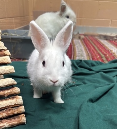 Cotton Swab