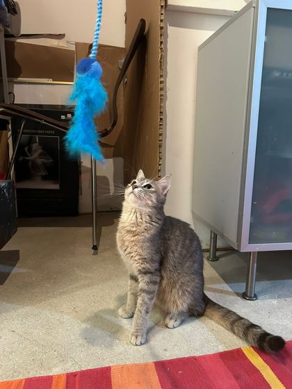 Nessie