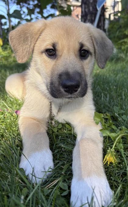 Lulu