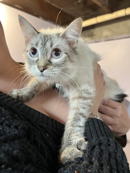 Elsa