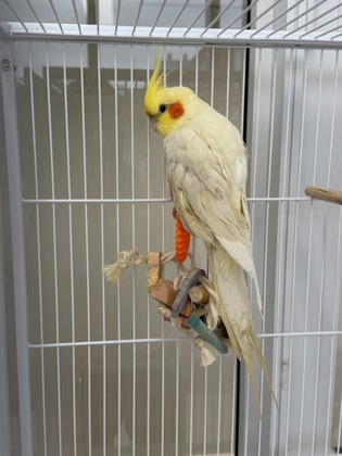 Birdie