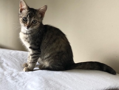 Purrla