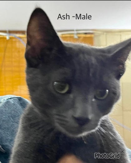 Ash