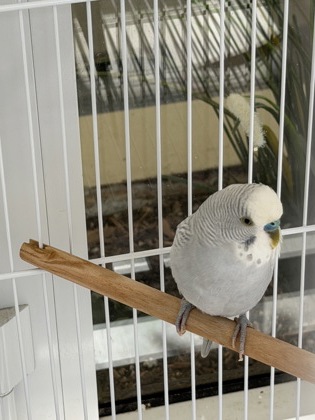 Sprout