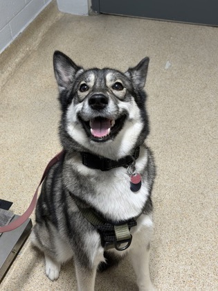 Stella