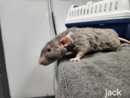 Jack