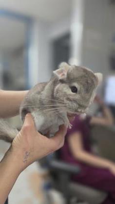 Rocket