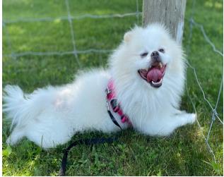 Pom-Pom