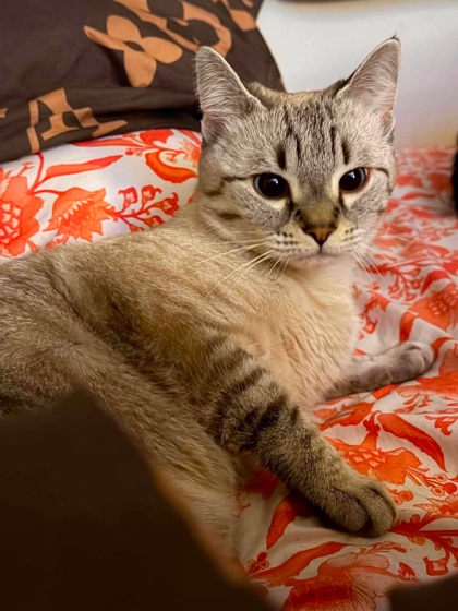 Clawdia