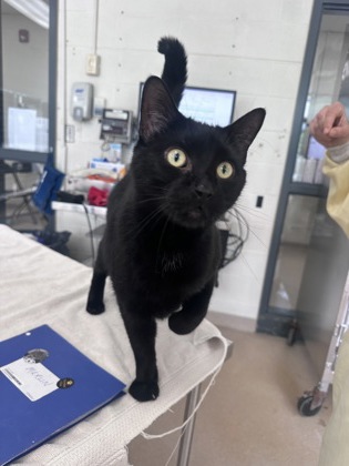 Merlin