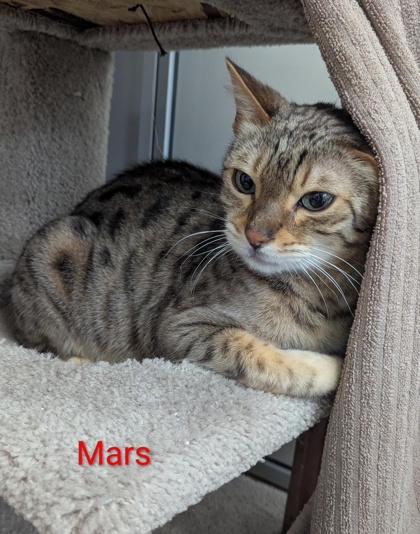 Mars