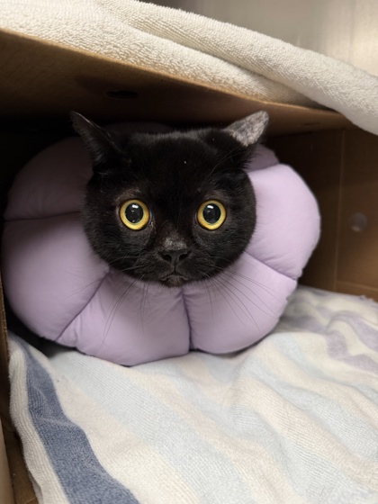 Raja