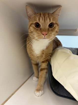 SERVAL - Domestic Shorthair / Mix available for adoption