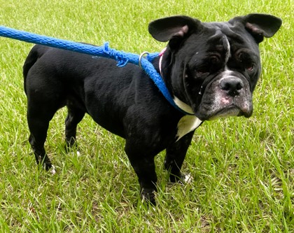 LITTLE BIT - English Bulldog / French Bulldog available for adoption