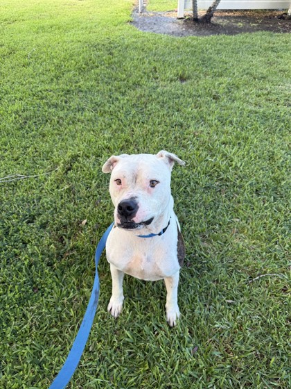 ROCKY - Mixed Breed, Large (over 44 lbs fully grown) / Mix available for adoption