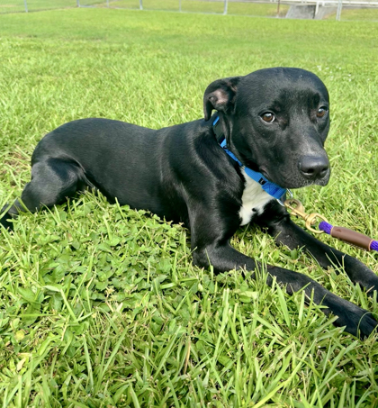 APOLLO - Mixed Breed, Large (over 44 lbs fully grown) / Mix available for adoption