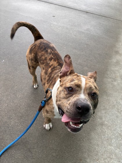 HAYMITCH - Mixed Breed, Medium (up to 44 lbs fully grown) / Mix available for adoption