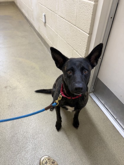 FUJI - Mixed Breed, Large (over 44 lbs fully grown) / Mix available for adoption