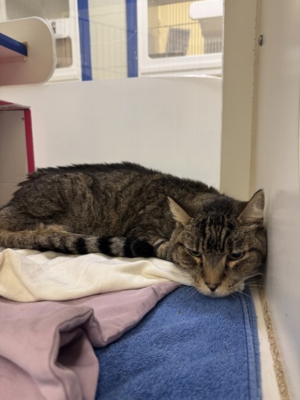 LOKI - Domestic Shorthair / Mix available for adoption