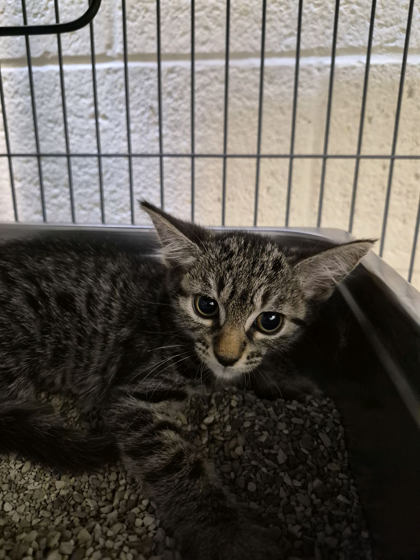 ASPEN - Domestic Shorthair / Mix available for adoption
