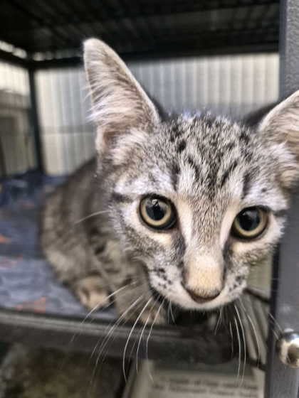 ARCHIE - Domestic Shorthair / Mix available for adoption