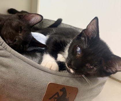 KUMQUAT - Domestic Shorthair / Mix available for adoption