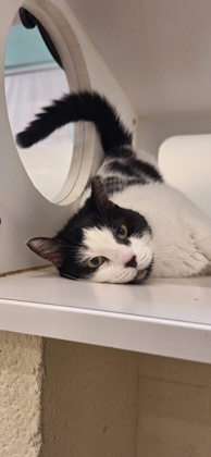 BETTY WHITE - Domestic Shorthair / Mix available for adoption