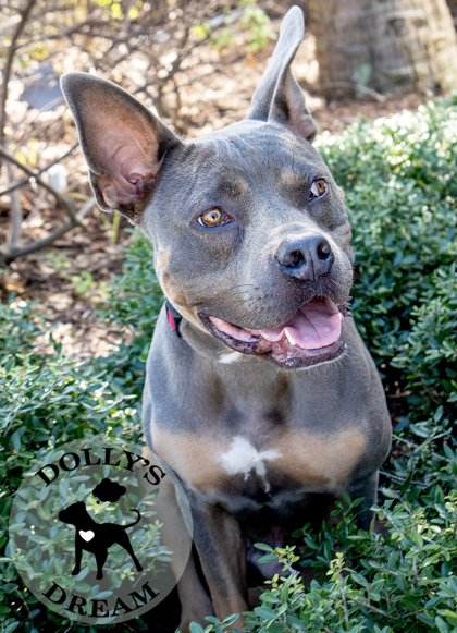ED - Mixed Breed, Small (under 24 lbs fully grown) / Mix available for adoption