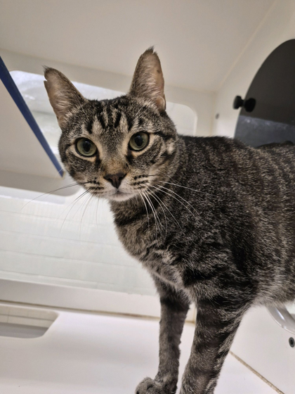 KIBBY - Domestic Shorthair / Mix available for adoption